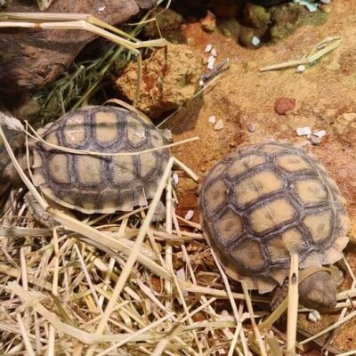 Sanfte Riesen - Spornschildkröten (Centrochelys sulcata) eingetroffen