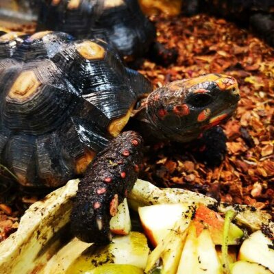Tropische Schönheiten – Köhlerschildkröten in Hamburg und im Nova eingetroffen