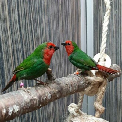 Farbenfrohe Schätze - Rotkopf-Papageiamadinen in Hamburg eingetroffen