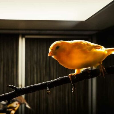 Kleine Sonnenstrahlen - Kanarienvögel &quot;extreme red&quot; eingetroffen