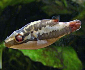 Seltene rote Schönheiten – Rotschwanzkugelfisch (Carinotetraodon irrubesco) in allen Filialen