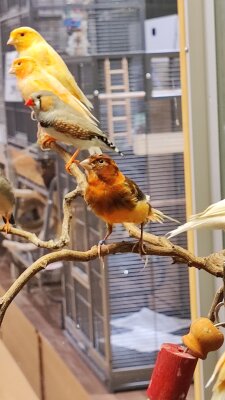 Wunderschöne Kanarienvögel in Berlin-Lankwitz eingetroffen! - Wunderschöne Kanarienvögel in Berlin-Lankwitz eingetroffen | MEGAZOO
