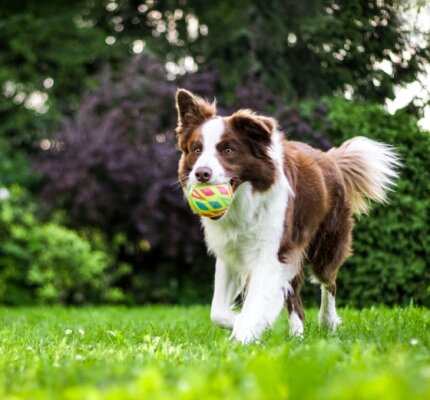 Hundeparty am 12. Oktober im MEGAZOO Berlin-Lankwitz