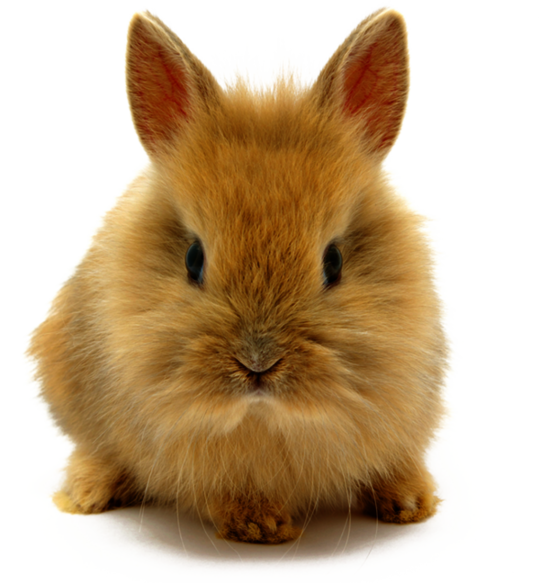 csm_kisspng-rabbit-high-definition-video-image-resolution-wall-cute-dwarf-rabbit-5a74fec8f03bc2.597066341517616840984_b8f165c7b8.png