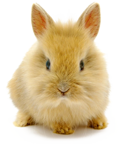 csm_kisspng-rabbit-high-definition-video-image-resolution-wall-cute-dwarf-rabbit-5a74fec8f03bc2.597066341517616840984_b8f165c7b8.webp