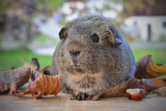 guinea-pig-549055_640.jpg