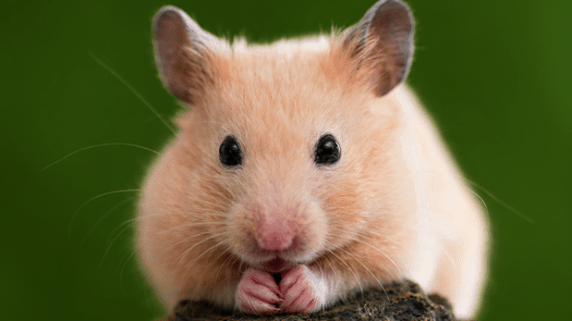 csm_hamster2_7c4c30325e.png