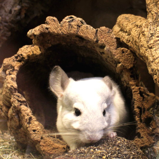 chinchilla_lanigner_2.jpg