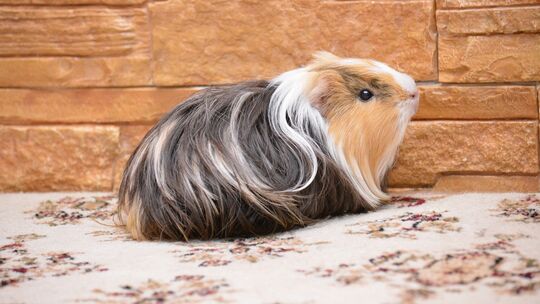 csm_guinea-pig-2146091_1920_47058bd2ff.jpg