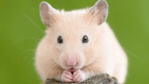 csm_hamster2_7c4c30325e.webp