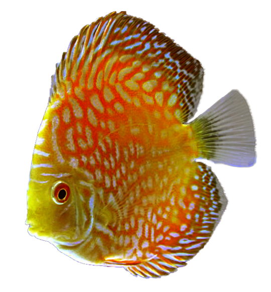 csm_kisspng-discus-goldfish-tropical-fish-aquarium-5abc1c3c303776.2066872915222774361975_2080230d23.png