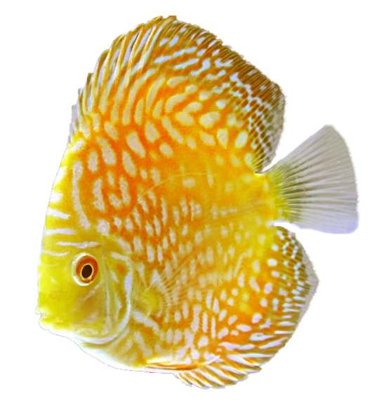 csm_kisspng-discus-goldfish-tropical-fish-aquarium-5abc1c3c303776.2066872915222774361975_2080230d23.webp