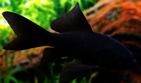 csm_goldfisch_comet_schwarz_carassius_auratus_9b91fd8b6a.png