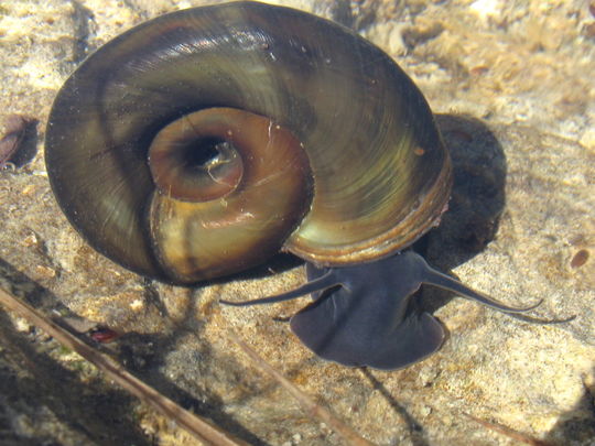 csm_posthornschnecke__planorbarius_corneus_d0e2fb8e0c.jpg