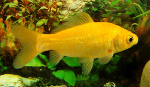 goldfisch_canarino_carassius_auratus.jpg