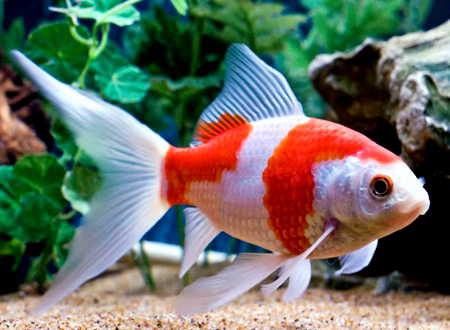 goldfisch_comet__sarasa_carassius_auratus.jpg