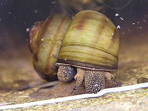 sumpfdeckelschnecke__viviparus_contectus.jpg