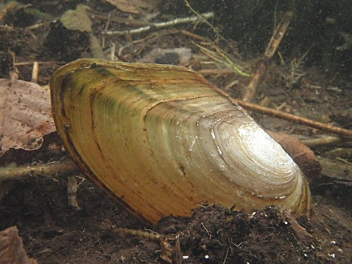 teichmuschel_anodonta_cygnea.jpg