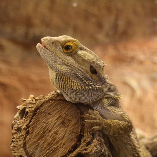 bartagame_pogona_vitticeps.jpg