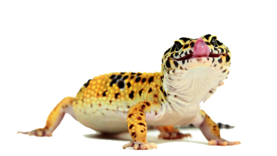 csm_kisspng-reptile-common-leopard-gecko-lizard-photography-lizard-animals-5a71b2b903d982.6698367715174007610158_b55782d9bf.png