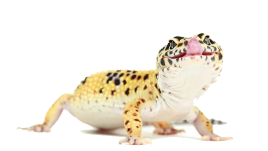 csm_kisspng-reptile-common-leopard-gecko-lizard-photography-lizard-animals-5a71b2b903d982.6698367715174007610158_b55782d9bf.webp