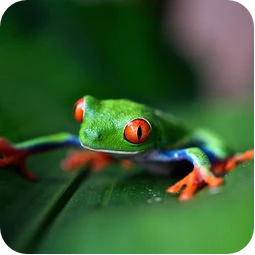 csm_terra-header-frog.png