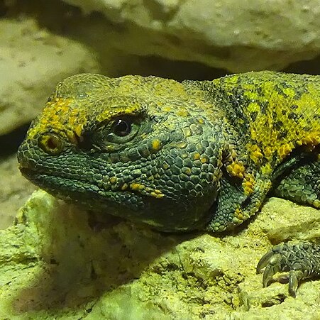 csm_uromastyx_nigriventris_fb39e5632c.jpg