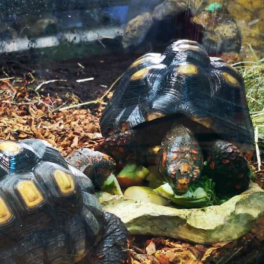 csm_2022-02-08_koehlerschildkroeten_hh_17_e51e27c42e.jpg