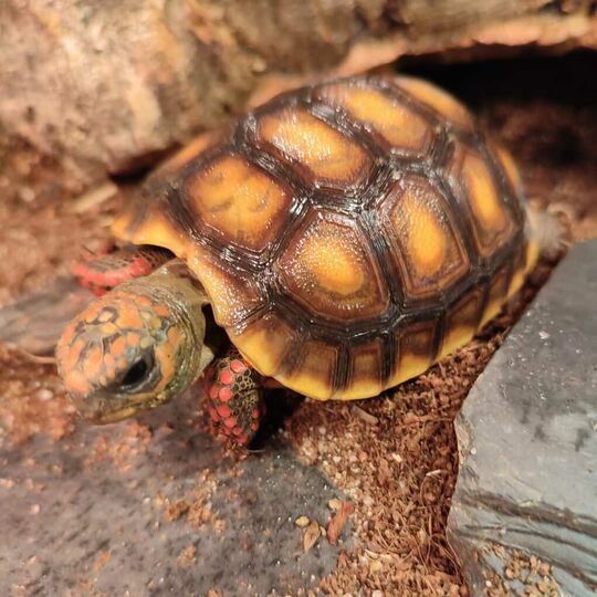 csm_2022-02-08_koehlerschildkroeten_le_9_0df845c016.jpg