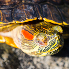 csm_terra_problemloesung_vitamin-a-mangel-wasserschildkroeten_80d0a73318.jpg