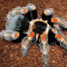 BaumgartensVogelspinneBrachypelmabaumgarteni.jfif