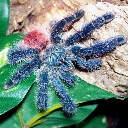 amazonas_vogelspinne_purple__avicularia_amazonica_.png