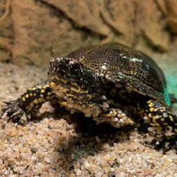 csm_2021-11-22_europaeische_sumpfschildkroeten_in_wd_8_cfcc06d8e1.jpg