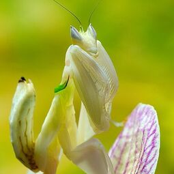 csm_449px-mantis_hymenopus_coronatus_6_luc_viatour__cropped__102cdb9ebc.jpg