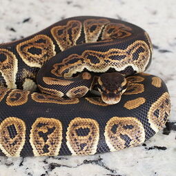 csm_800px-black_pastel_ball_python_f59769dd96.jpg