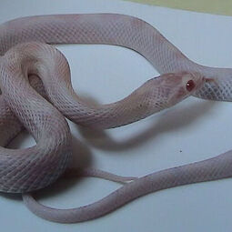 csm_800px-corn_snake_opal_756a16cac4.jpg