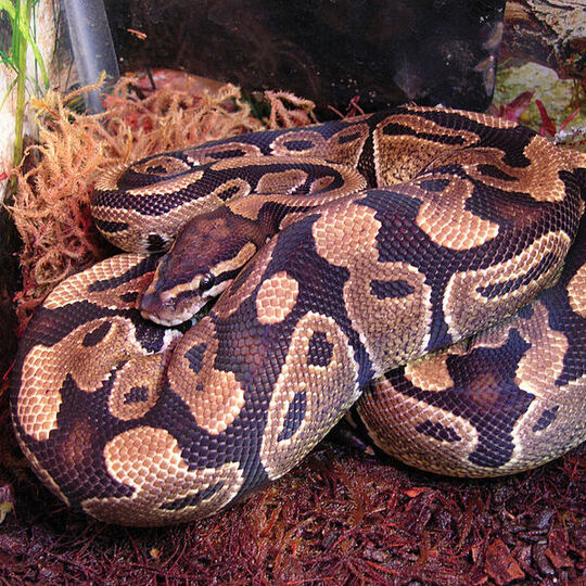 csm_800px-female_ball_python__python_regius__d8d382460d.jpg