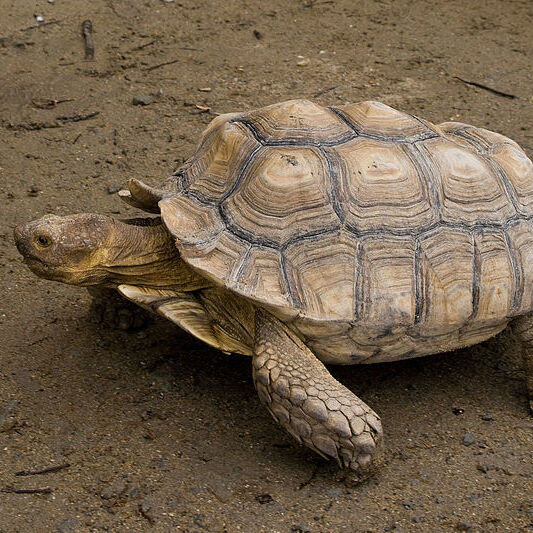 csm_800px-geochelone_sulcata_01_c39c0a8f12.jpg