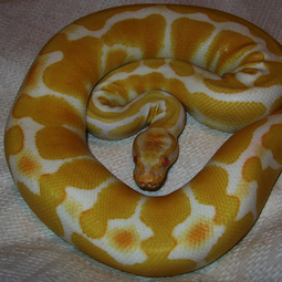 csm_albino_ball_python_e116d0168d.png