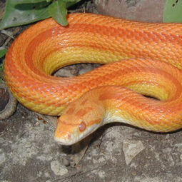 csm_amelanistic_stripe_corn_snake_606a82d5f2.jpg