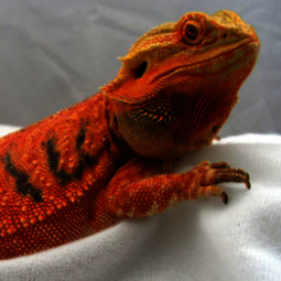 csm_bartagame_cawley_red_pogona_vitticeps__c44f9266ae.png