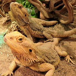 csm_bartagame_pogona_vitticeps__e641dd3662.jpg