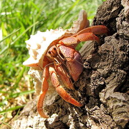 csm_caribbean_hermit_crab_05c0ca029f.jpg