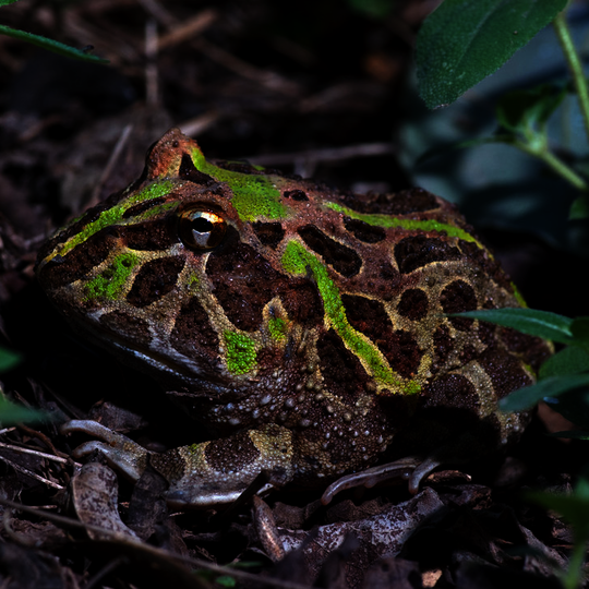 csm_ceratophrys_ornata_nominat_c7ad4f1acc.png