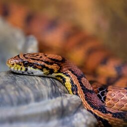 csm_corn_snake__21510688746__719bf4dac7.jpg