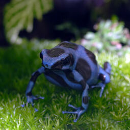 csm_dendrobates_auratus_blau_eef5db4333.jpg