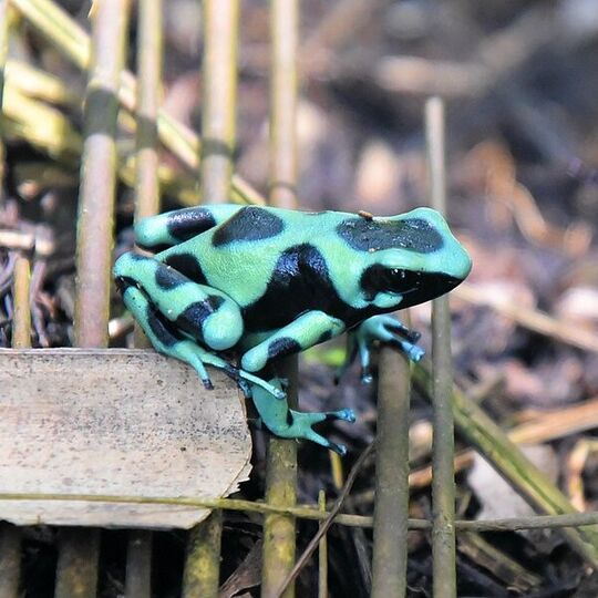 csm_dendrobates_auratus_snail_hiker_d285a4f789.jpg