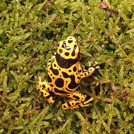 csm_dendrobates_leucomelas__genetzter_hummelbaumsteiger__1__8bfe1d48f7.jpg