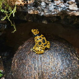 csm_dendrobates_leucomelas__genetzter_hummelbaumsteiger__2__1885a794f4.jpg