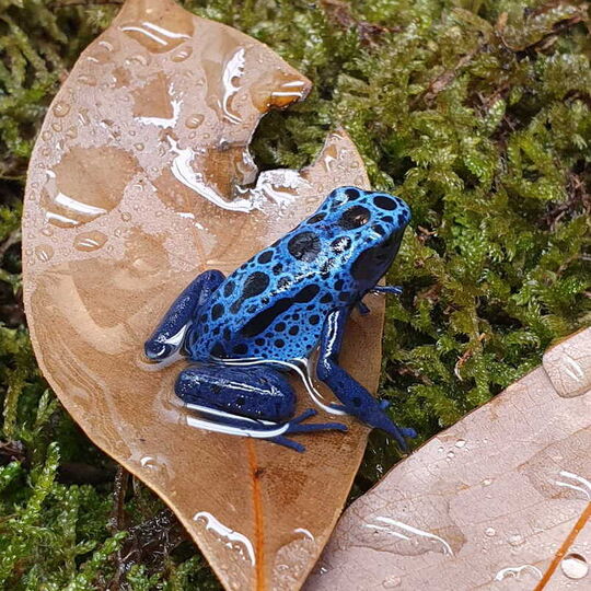 csm_dendrobates_tinctorius_azureus__azurblauer_baumsteiger_1d0047ca19.jpg